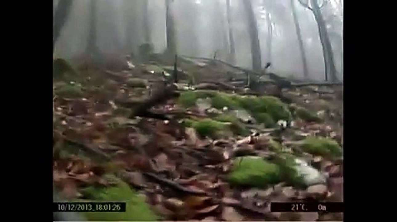 Dans la peau d'un ours