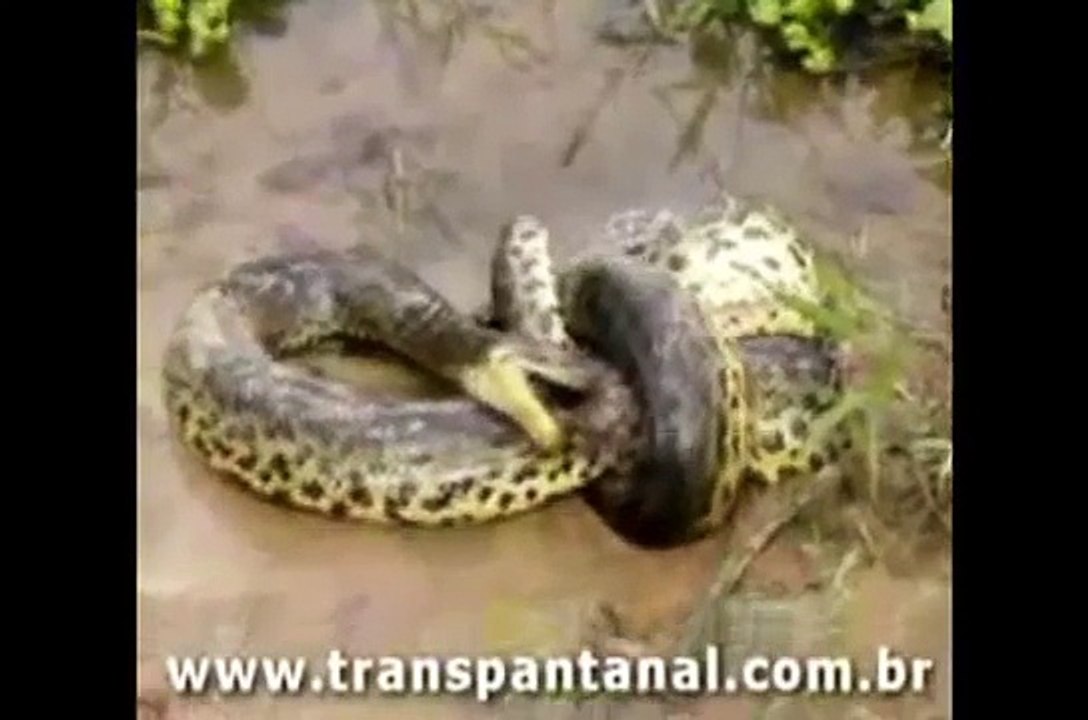 Plus grands combats d'animaux sauvages