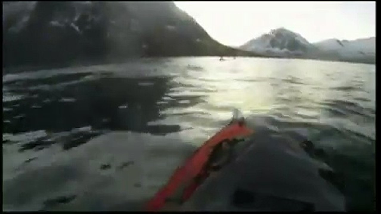 Un kayakiste se trouve nez à nez avec une baleine