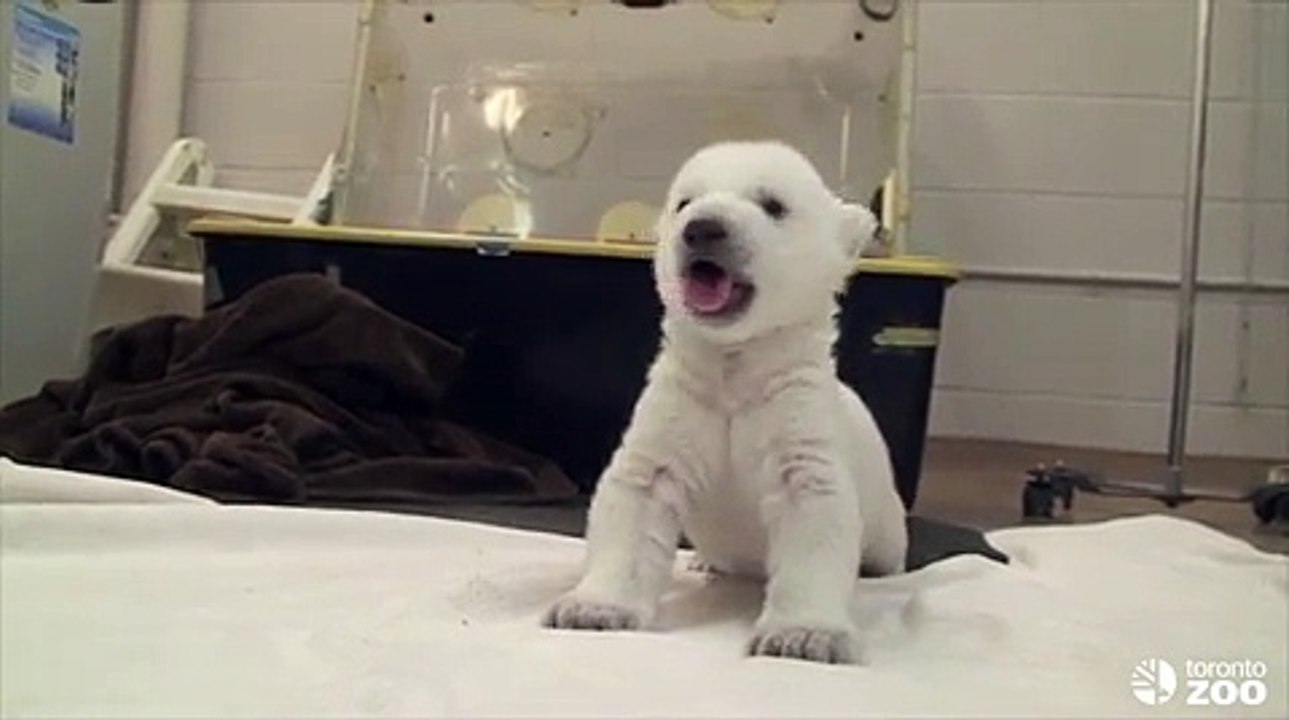 Les premiers pas d'un ourson polaire du zoo de Toronto