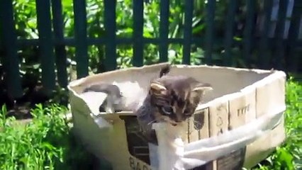 Funny Videos - Fail Compilation, Funny Pranks and Funny Cats Videos - New Funny Video - Video Dailymotion_2