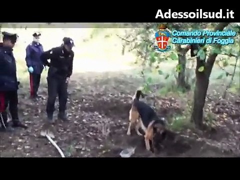 San Severo (FG) - Droga sotto albero di albicocche (26.11.14)