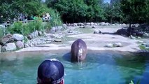 Le plus gros pet du monde par un hippopotame-hélicoptère !
