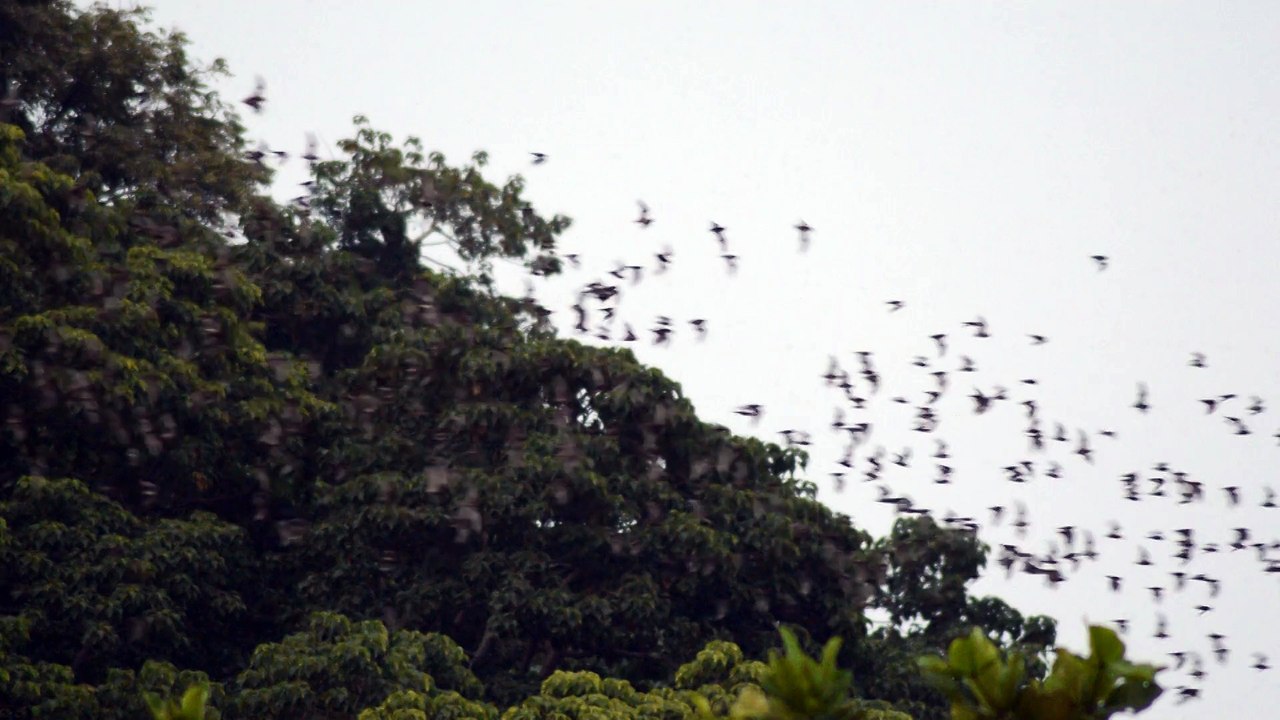 bat 2