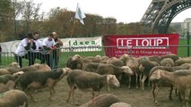 Protesto com ovelhas na Torre Eiffel