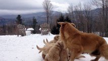 Une chienne golden retriever joue avec ses neuf chiots dans la neige