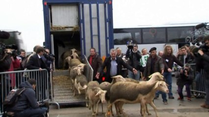 French farmers cry wolf over sheep killings