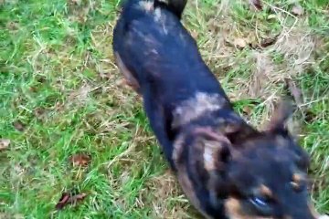 Havane et Folk aux tricks + balle