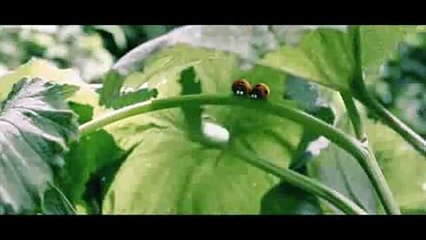 Minuscule: Kayıp Karıncalar Vadisi - Fragman