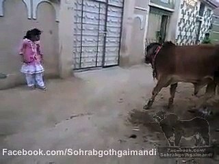 FUNNY VIDEO Daily FuNn