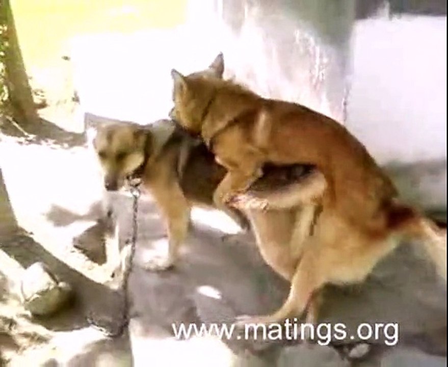 German Shepherd Dog Mating Video