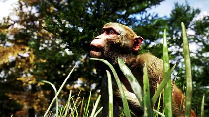 Far Cry 4 Official Video With Download Link + Crack