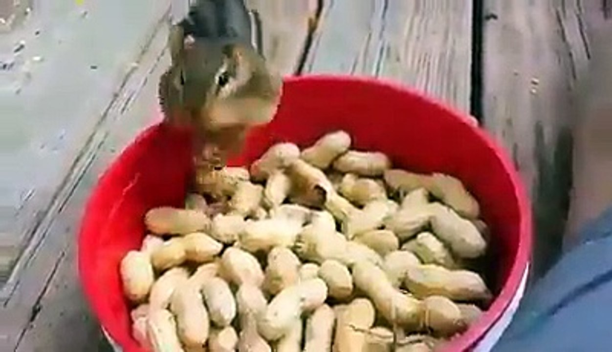Cute squirrels.food time