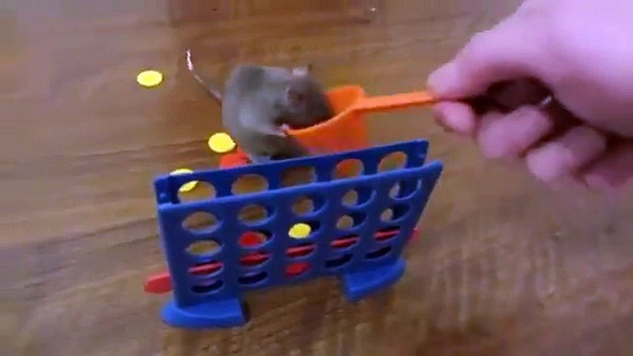 Mouse training area