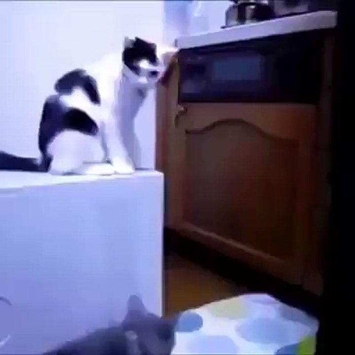 Naughty cats