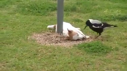 A bird and a dog playing.Did you ever see anything like this before