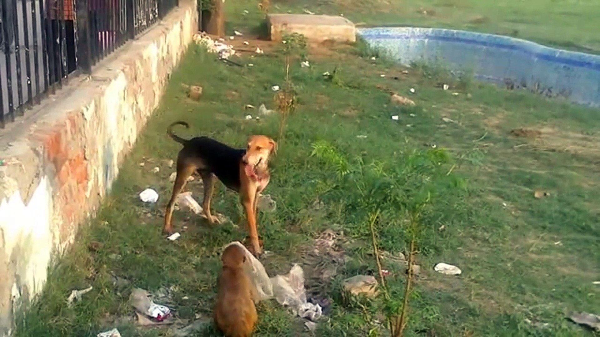 Funny - funny animals