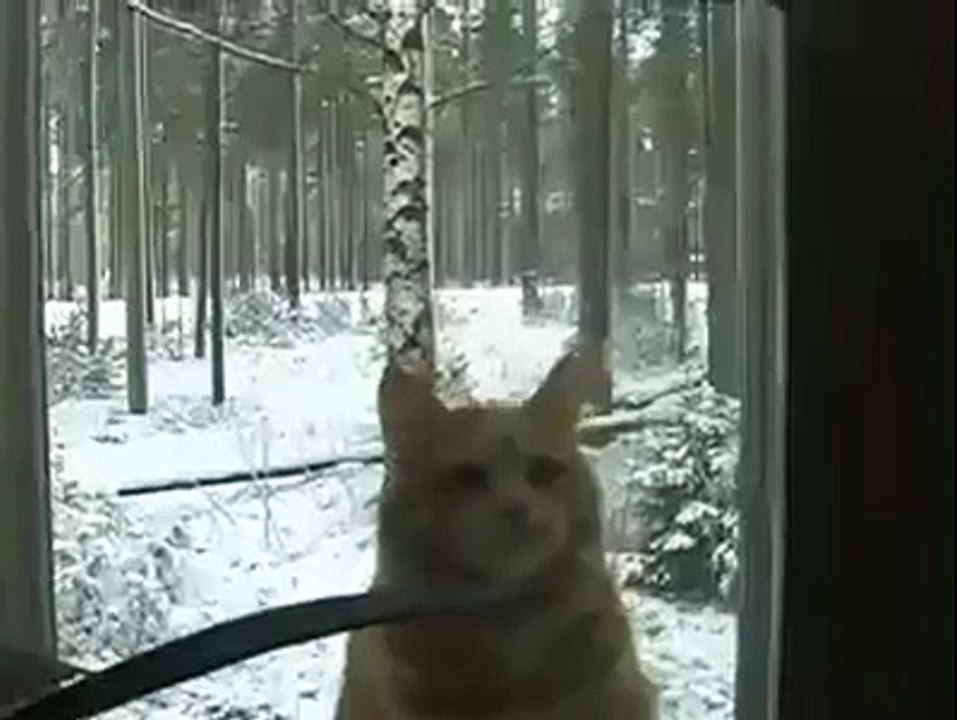 Pity kitty cold