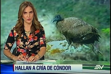 Polluelo hembra de cóndor aprende a volar