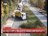 Yalova Belediyesinin ağaç katliamına ilk Tepki CHP'li Melda Onur'dan geldi