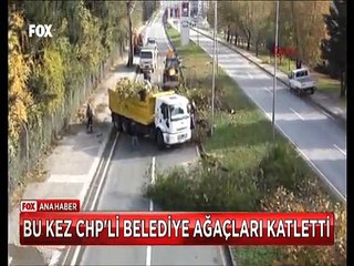 Yalova Belediyesinin ağaç katliamına ilk Tepki CHP'li Melda Onur'dan geldi