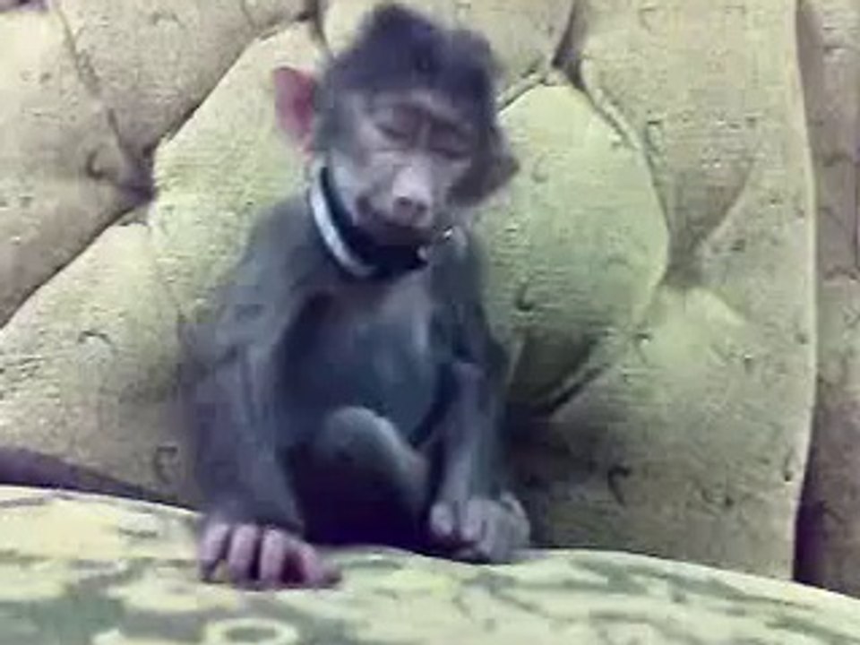 Tickled monkey
