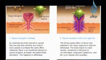 شاهد لماذا حرم الله النظر للنساء المتبرجات و المشاهد الجنسية و الاباحية و أثرها على الدماغ