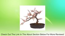 Nearly Natural Cherry Blossom Bonsai Silk Tree Review
