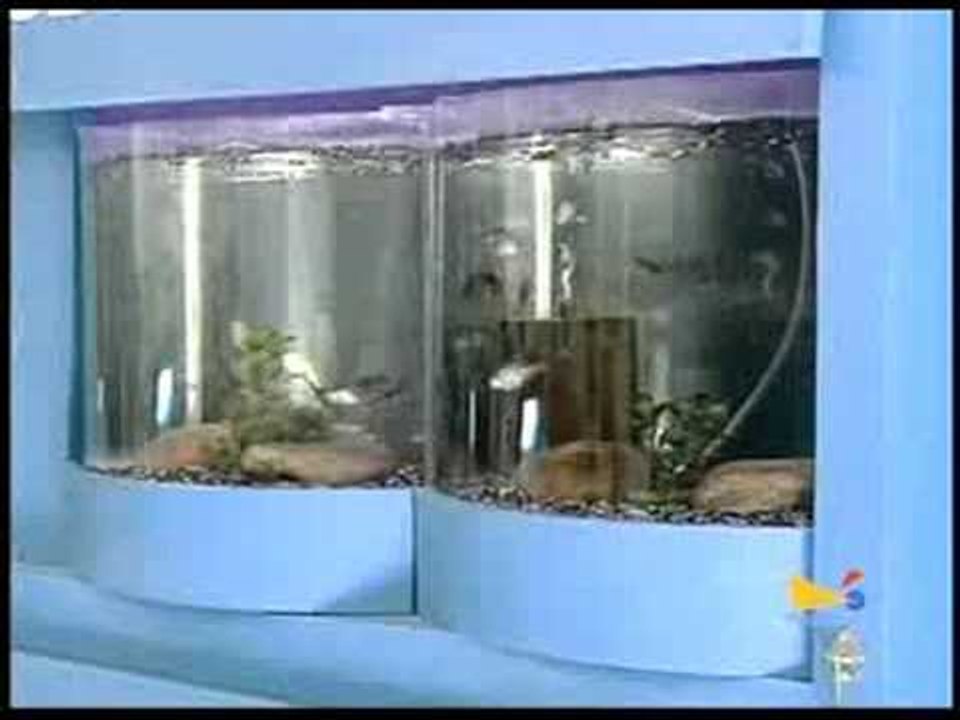 VT - Amantes de peixe