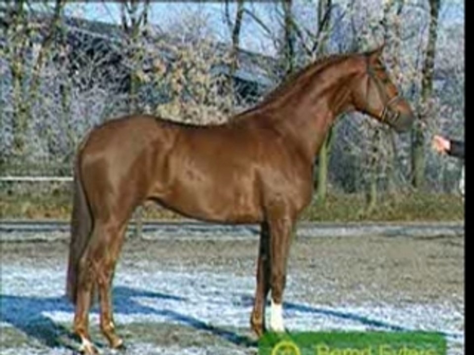 Wolkentanz II Etalon Hannovrien