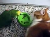 Gato pega a un pajaro por morderle las orejas