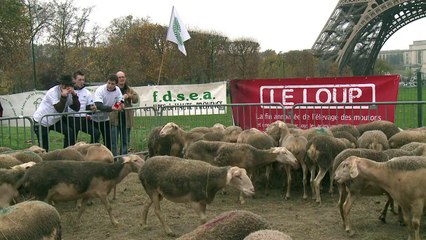 Download Video: Ovejas en protestan contra lobos en Francia