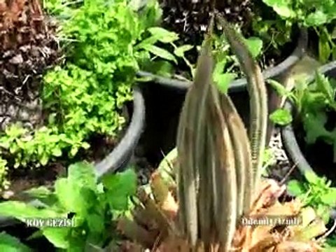 191.Program Ödemiş Süs Bitkileri Fuarı 2