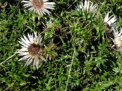 Le Plateau de la Moliere Vercors