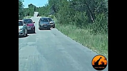 Incredible Snake Behaviour! Some Amazing Moves - Latest Sightings