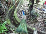 Paon au parc des oiseaux de Kuala Lumpur