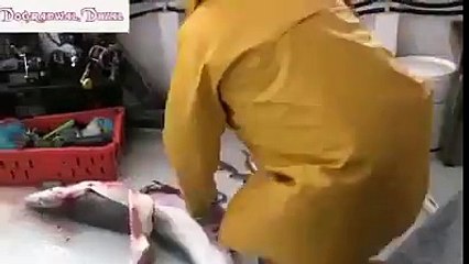 live fish inside belly of a dead fish amazing