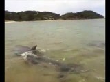 Un chien nage avec des dauphins en Nouvelle-Zélande