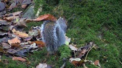 Un écureuil joue de la flûte traversière