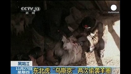 Los "tigres de Putin" siembran el pánico entre los ganaderos chinos