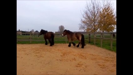 Louve-et-Chouette-21112014