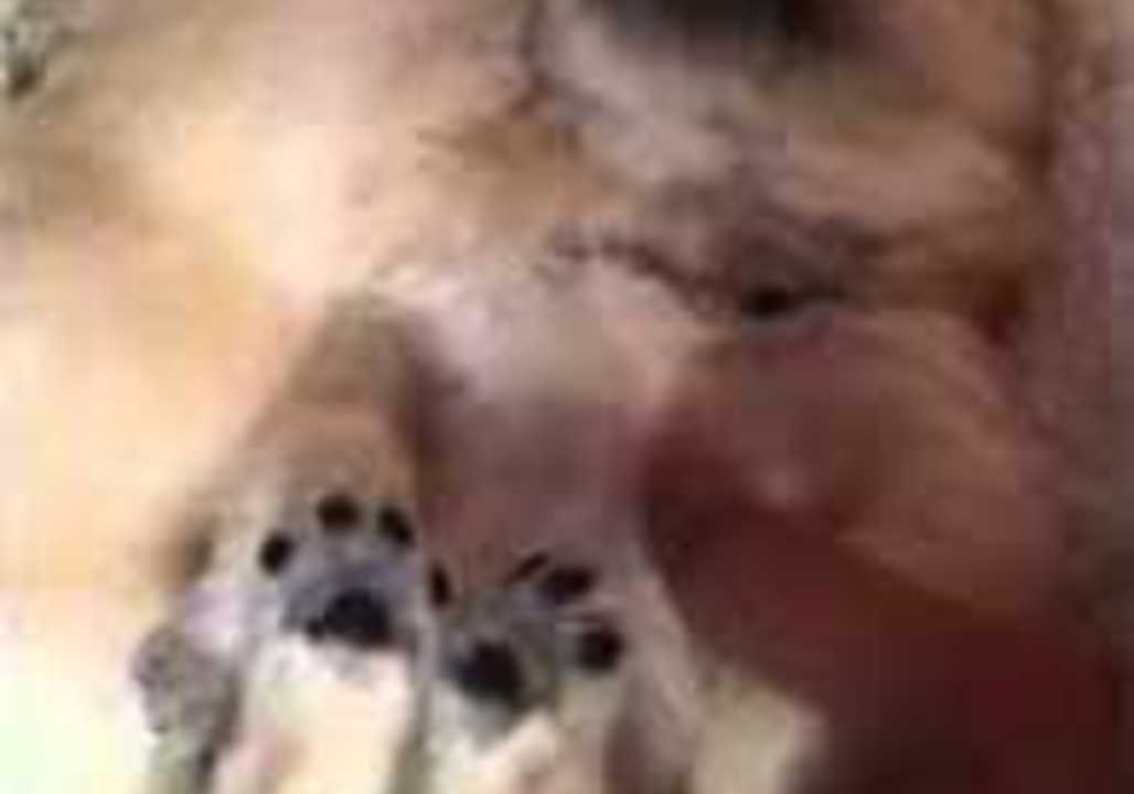 Puppies Enjoy Tickles as They Sleep