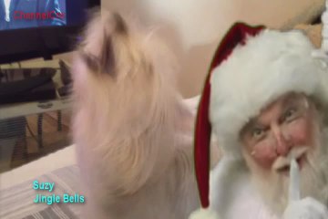 Jingle Bells (Av Av Song) by Suzy (Yorkshire Terrier)