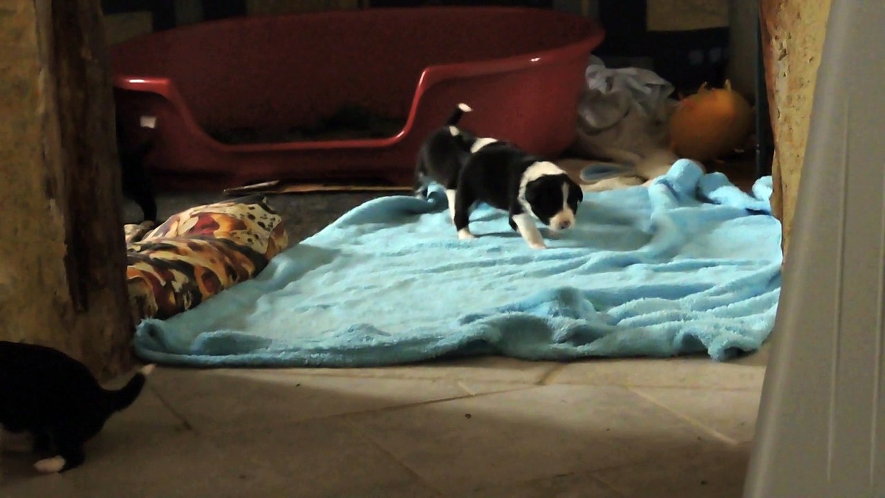 chiots 18 jours