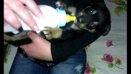 Funny Rottweiler Puppy Very Busy Day in His Life.