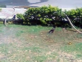 birds in Ground of UET Lahore