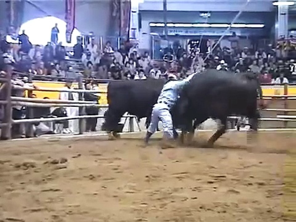 dangerous FIGHTING bEtween two BULLS