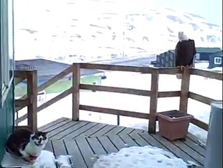 An Eagle  A Fox And My Cat All Getting Along Fine On Porch