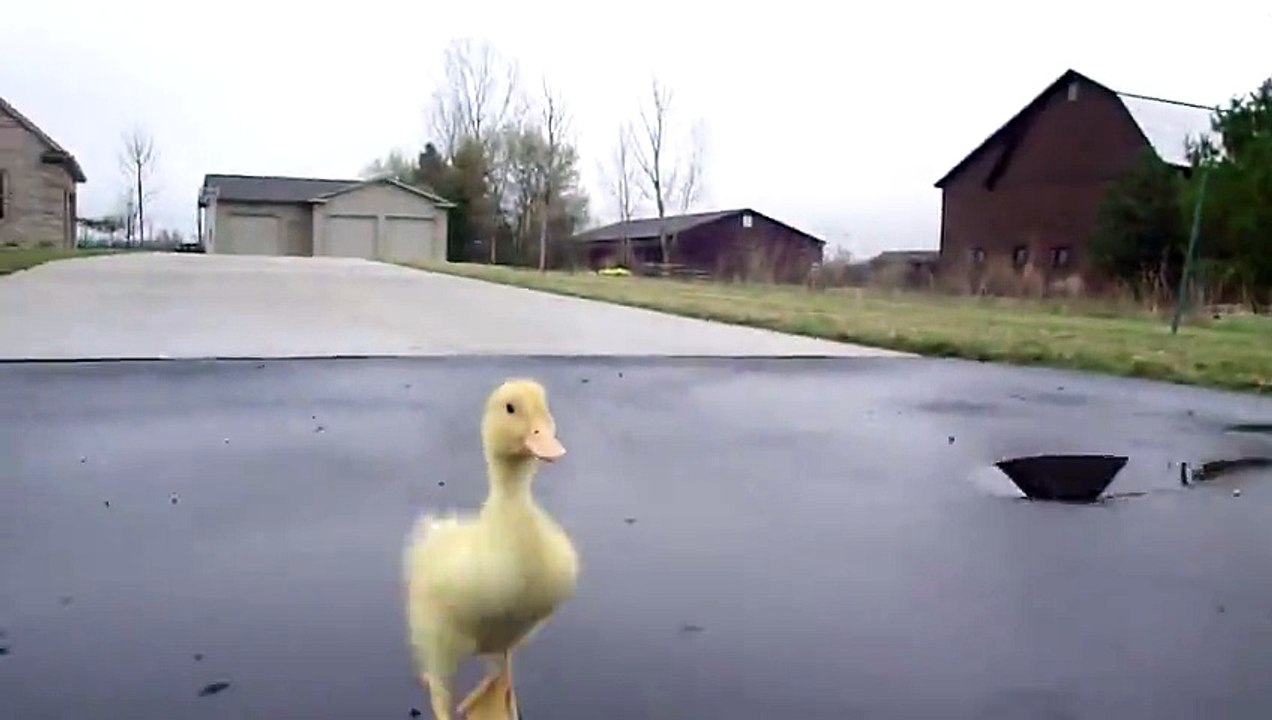 The spy duck