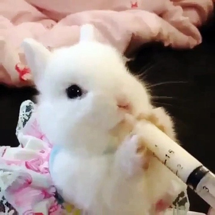 My Adorable Bunny